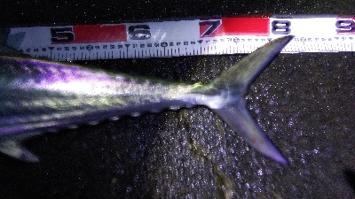 タチウオとサワラ