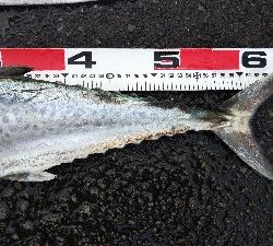 タチウオとサゴシ