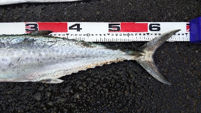 タチウオとサゴシ