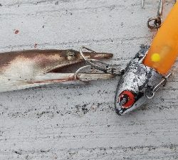 タチウオテンヤ