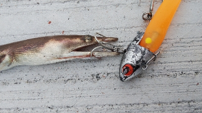 タチウオテンヤ