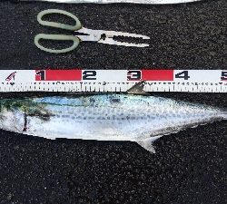 タチウオテンヤとサゴシ