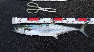 タチウオテンヤとサゴシ