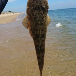 ダイソールアーでマゴチゲット！