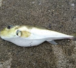 とりあえずジグ