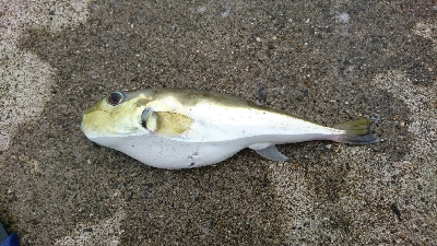 とりあえずジグ