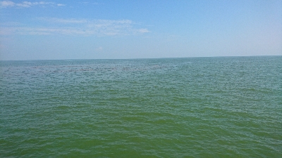 激渋の鈴鹿サーフでなんとかマゴチをゲット