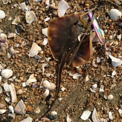 四日市・鈴鹿サーフをランガンマゴチゲーム