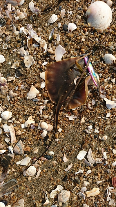 四日市・鈴鹿サーフをランガンマゴチゲーム