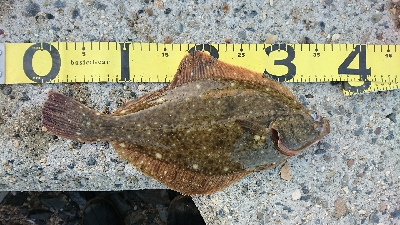 カニ祭り！四日市サーフでマゴチゲーム