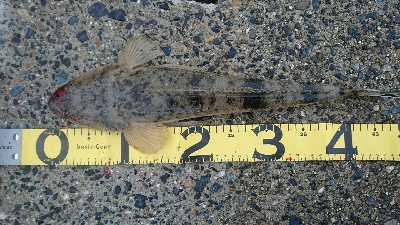 カレイ祭り！四日市サーフでマゴチゲーム！