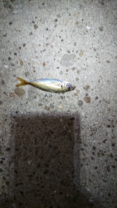 アタリはあるが。