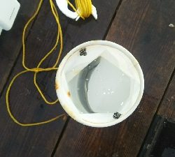 シオ、シオ、シオ！