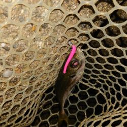 サイズが、小さめ