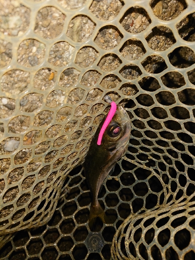 サイズが、小さめ