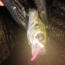 久々のアジング