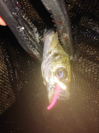 久々のアジング