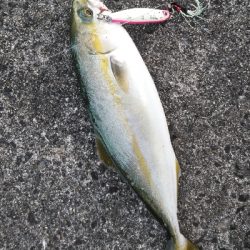 台風通過後の荒喰い