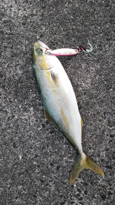 台風通過後の荒喰い