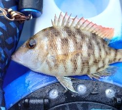 シーカヤック釣行