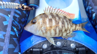 シーカヤック釣行