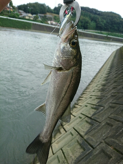今日の釣果