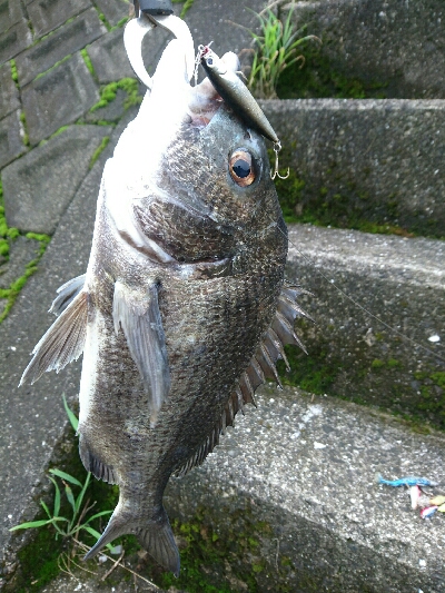 今朝の釣果
