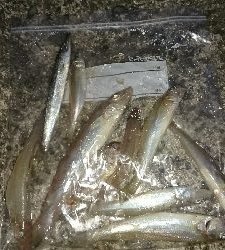 MAX入賞逃し、良型キス求めて