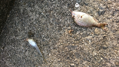 暇潰しの釣行、ちょい投げで良型キス♪