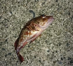 若頭に完敗…ハマチ&ツバス祭(゜ロ゜;