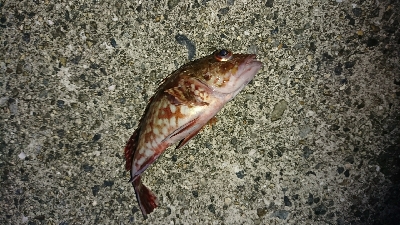 若頭に完敗…ハマチ＆ツバス祭(゜ロ゜;