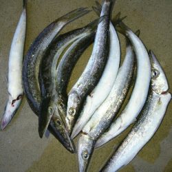 コラボライトフィッシングでカマス来た!