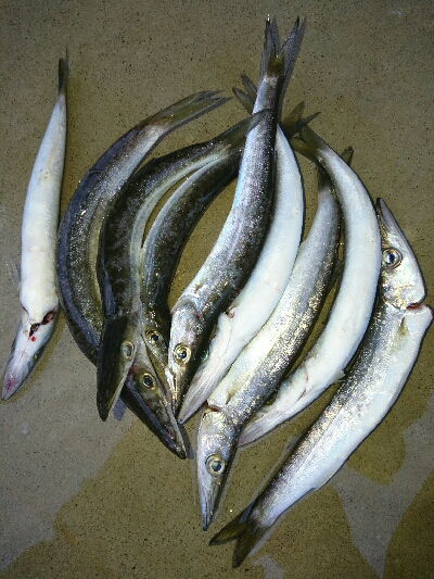 コラボライトフィッシングでカマス来た！