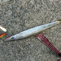 爆釣！！真っ昼間のカマスライトフィッシング