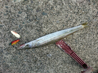 爆釣！！真っ昼間のカマスライトフィッシング