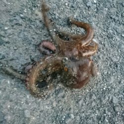 タコカウンター5杯目!!