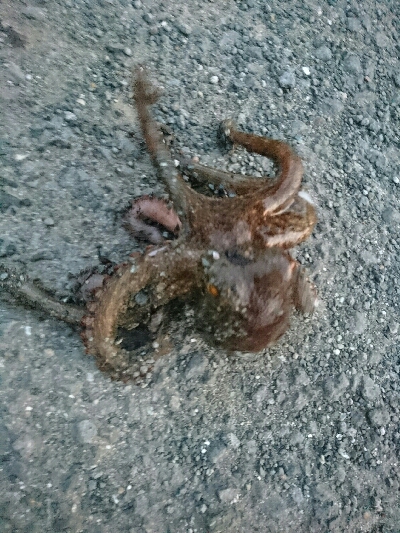 タコカウンター5杯目！！