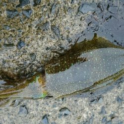 秋イカ調査！！