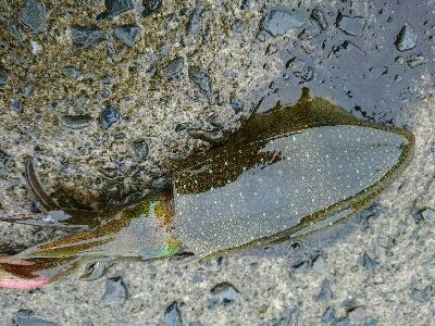 秋イカ調査！！