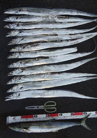 タチウオテンヤとサゴシ