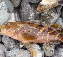 アオリ調査でしたが