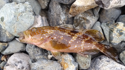 アオリ調査でしたが