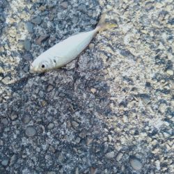 カマスリベンジ