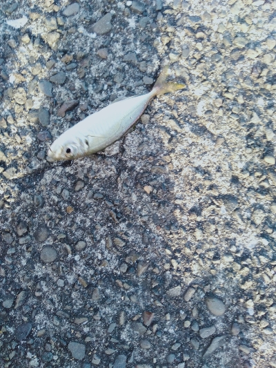 カマスリベンジ