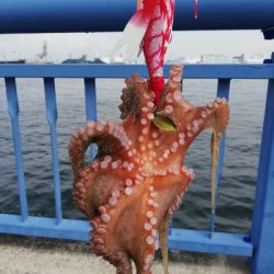 タコしゃぶが食べたくて。