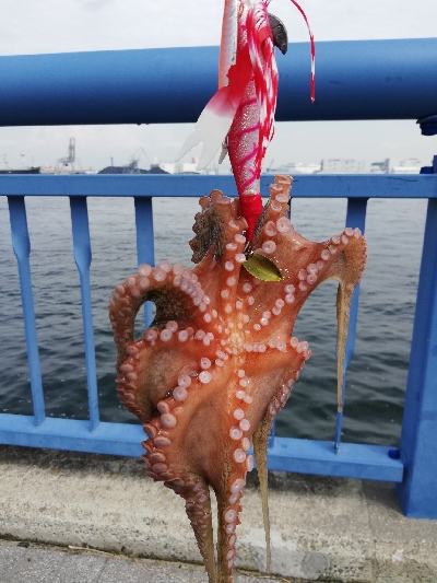 タコしゃぶが食べたくて。