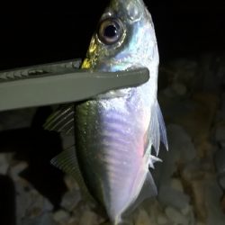 ナイトアジング