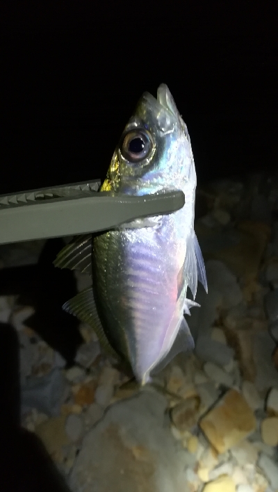 ナイトアジング