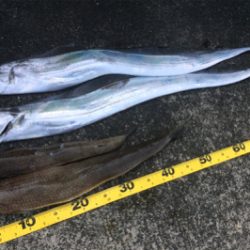 タチウオとエソ