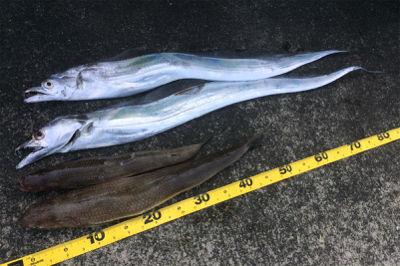 タチウオとエソ